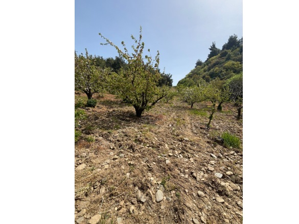 Dalbahçe Mah. Turgutlu Satılık Tarla |  1230M2 1.250.000Tl Resim-5