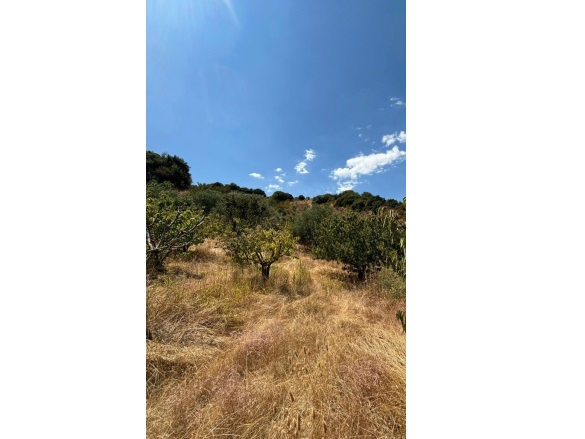 Osmancık Mah. Turgutlu Satılık Tarla |  3000M2 2.550.000Tl Resim-2