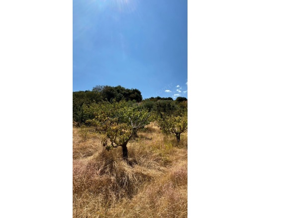 Osmancık Mah. Turgutlu Satılık Tarla |  3000M2 2.550.000Tl Resim-5