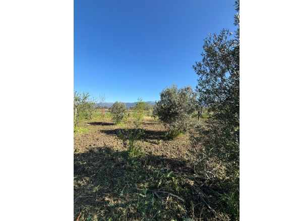 Yukarıkızılca Merkez Mah. Kemalpaşa Satılık Tarla |  400M2 820.000Tl Resim-1