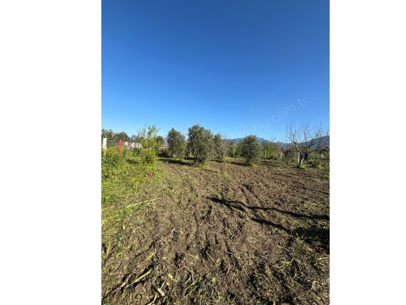 Yukarıkızılca Merkez Mah. Kemalpaşa Satılık Tarla |  400M2 820.000Tl Resim-4