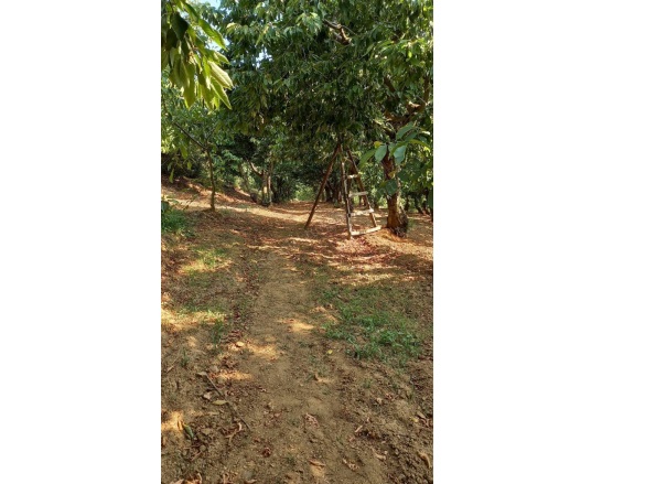 Kayrak Mah. Turgutlu Satılık Tarla |  4130M2 1.700.000Tl Resim-1