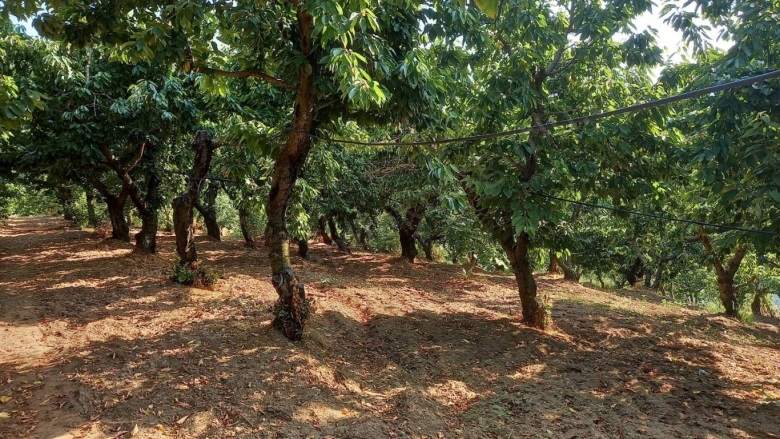 Kayrak Mah. Turgutlu Satılık Tarla |  4130M2 1.700.000Tl Resim-2