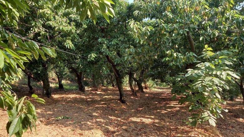 Kayrak Mah. Turgutlu Satılık Tarla |  4130M2 1.700.000Tl Resim-4