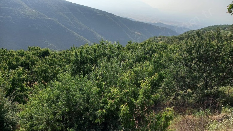 Kayrak Mah. Turgutlu Satılık Tarla |  4130M2 1.700.000Tl Resim-5