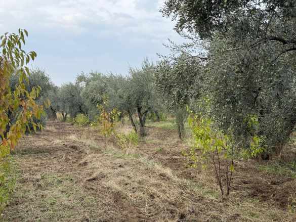 Kemalpaşa Bağyurdu Köyünde Satılık Tarla 2300M2 Tek Tapu Zeytinlik Sinancılar Mah