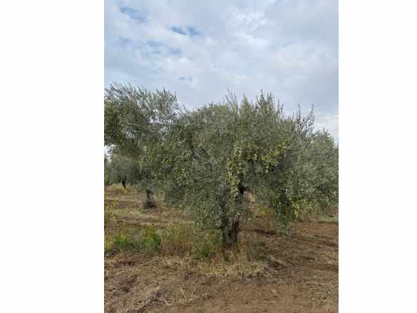 Kemalpaşa Bağyurdu Köyünde Satılık Tarla 2300M2 Tek Tapu Zeytinlik Sinancılar Mah