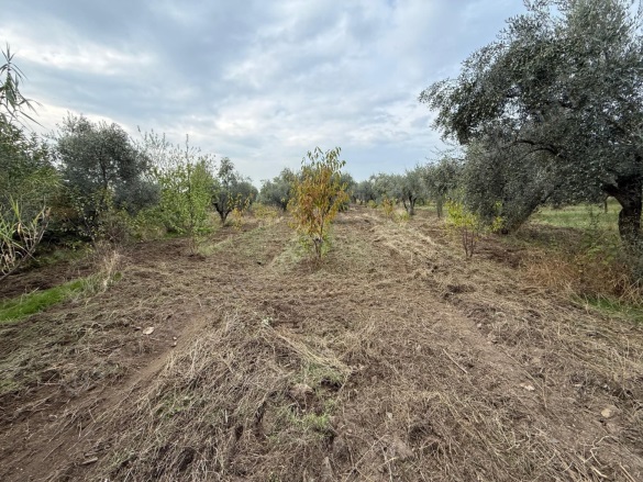 Sinancılar Mah. Kemalpaşa Satılık Tarla |  2300M2 6.000.000Tl Resim-4