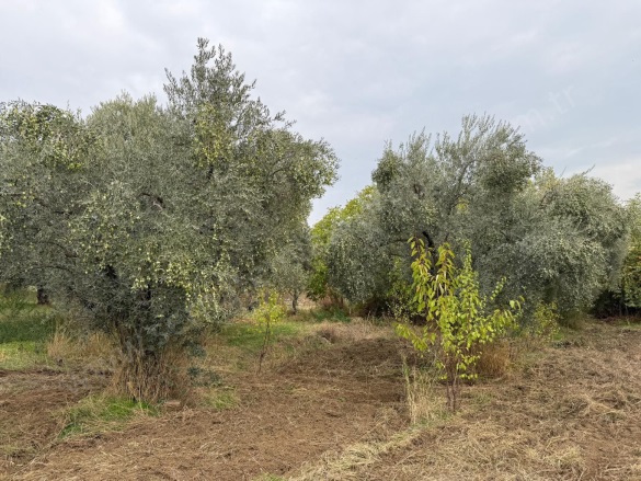 Sinancılar Mah. Kemalpaşa Satılık Tarla |  2300M2 6.000.000Tl Resim-5