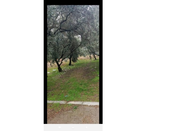 Avşar Mah. Turgutlu Satılık Arsa |  265M2 2.400.000Tl Resim-5