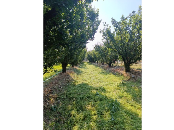 Derbent Mah. Turgutlu Satılık Tarla |  59055M2 1.500.000Tl Resim-1