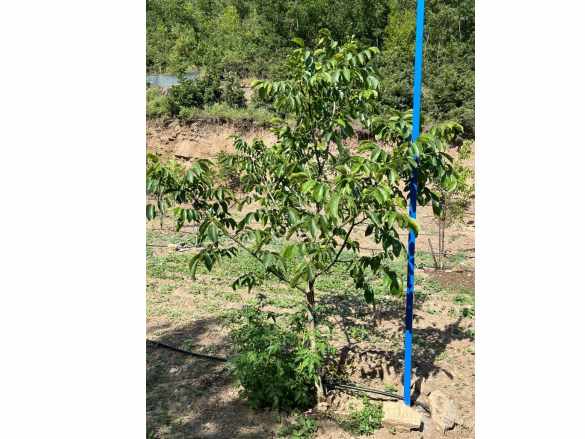 Turgutlu Satılık Bağ Dağyeniköy 1 175M2 Bahçe Yer Düz Ve Dere Kenarı içinde 13 Ağaç Ceviz Var Mah