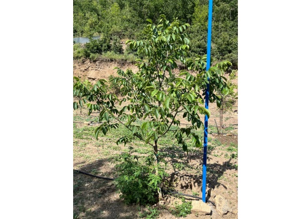 Dağyeniköy Mah. Turgutlu Satılık Bağ |  1175M2 1.300.000Tl Resim-3