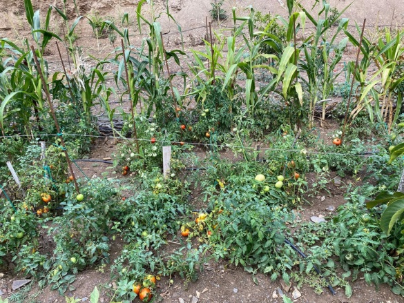 Dağyeniköy Mah. Turgutlu Satılık Bağ |  1175M2 1.300.000Tl Resim-5