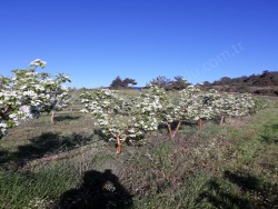 Turgutlu Ayvacık Mah. Satılık Bağ 2125 M2