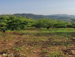 Turgutlu Bozkır Mah. Satılık Tarla 7472 M2