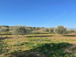 Ahmetli Derici Mah. Satılık Tarla 5850 M2