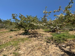 Turgutlu Dalbahçe Mah. Satılık Tarla 1230 M2