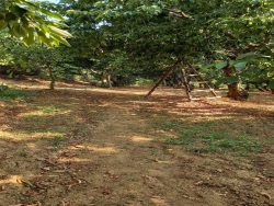 Turgutlu Kayrak Mah. Satılık Tarla 4130 M2