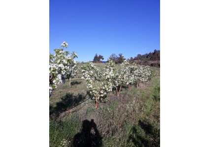 Turgutluda Satılık Bağ Ayvacık Gökçealan Mevkinde Armut Bahçesi 2122 Mah