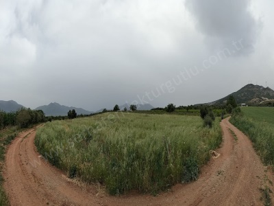 Manisa Satılık Bağ Sancaklı İğdecik 11 800M2 Bag Nitelik Zeytinlik Ve Kirazlık Şehzadeler Sancaklıiğdecik Mah