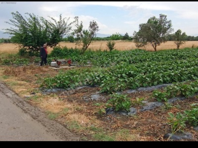 Turgutlu Satılık Bağ İstasyonaltı Mah 2 Mıntıka Ekili 3400M2 Tarla