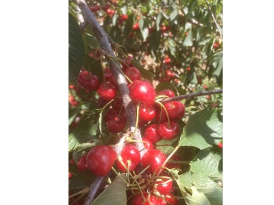 Turgutlu Satılık Tarla Dağmarmara Mah 4 464M2 İçinde 220 Adet Kiraz Ağacı Vardır Elektrik Su Alınabilir Karaköy