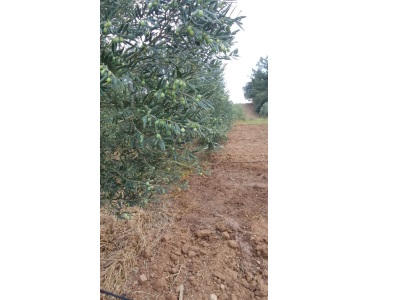 Turgutlu Satılık Tarla Sivrice Mah 7800M2 Zeytinlik İçinde Su Var Elektrik Güneş Panali Yeterlidir