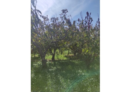 Turgutlu Satılık Bağ Kemalpaşa Halil Beyli Mah 8 Dönüm Ana Yola Sıfır Kendi Yolu Vardır Su Var Halilbeyli