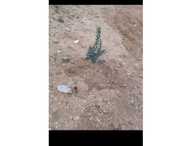 Salihli Akören Mevkiinde 11585M2 Satılık Tarla Zeytinlik İçinde 450 Adet 2 Yaşında Zeytin Ağacı Vardır Mah