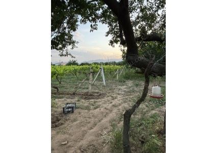 Turgutlu Satılık Tarla 11 Mıntıka Da 280M2 Ve 630M2 Tapuları Ayrı Hobi Bahçeleri Asfalt Yol Mustafa Kemal Mah