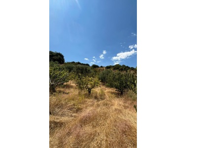 Turgutlu Satılık Tarla Osmancık Ta 3 Dönüm Meyve Bahçesi Tek Tapu Yola Cephe Mah