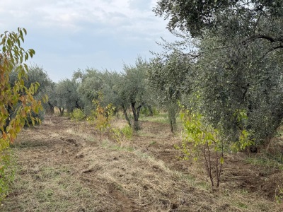 Kemalpaşa Bağyurdu Köyünde Satılık Tarla 2300M2 Tek Tapu Zeytinlik Sinancılar Mah