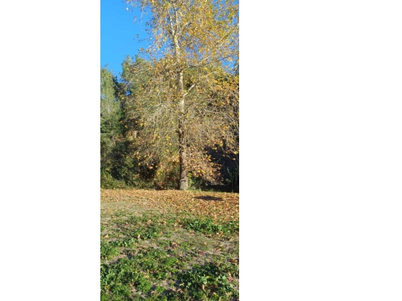 Maltepe Mah. Sarıçam Satılık Tarla |  45000M2 11.250.000Tl Resim-1