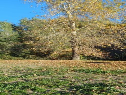 Sarıçam Maltepe Mah. Satılık Tarla 45000 M2