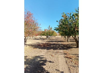 Afyon Dinar Satılık Çiftlik Çapalı Köyü