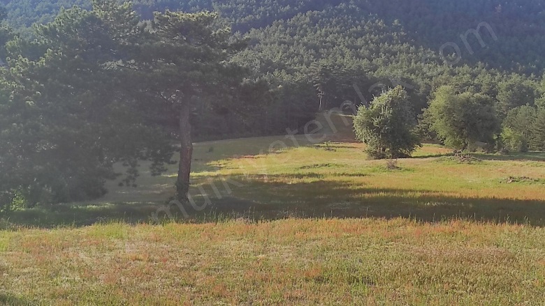 Tokul Köyü Aslanapa Satılık Tarla | 315.000Tl Resim-3