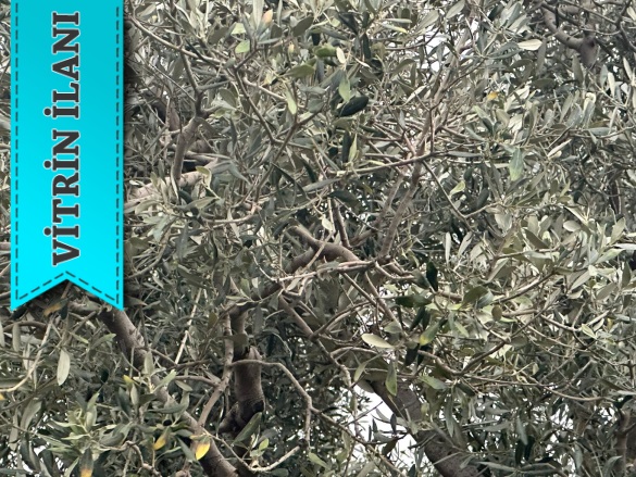 İlhan Mah. Erdek Satılık Zeytinlik |  1197M2 2.500.000Tl Resim-3