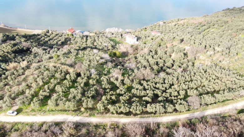 Misakça Mah. Bandırma Satılık Bağ |  1520M2 3.750.000Tl Resim-3