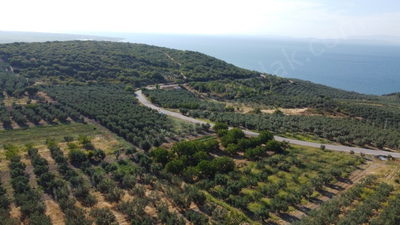 Misakça Mah. Bandırma Satılık Bağ |  2000M2 2.500.000Tl Resim-3