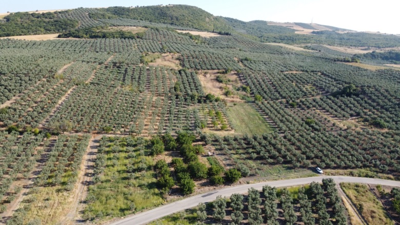 Misakça Mah. Bandırma Satılık Bağ |  2000M2 2.500.000Tl Resim-5