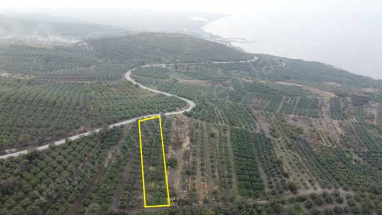 Deniz Manzaralı Vasfında Zeytinlik Satılık Bağ Bandırma Misakça Mah