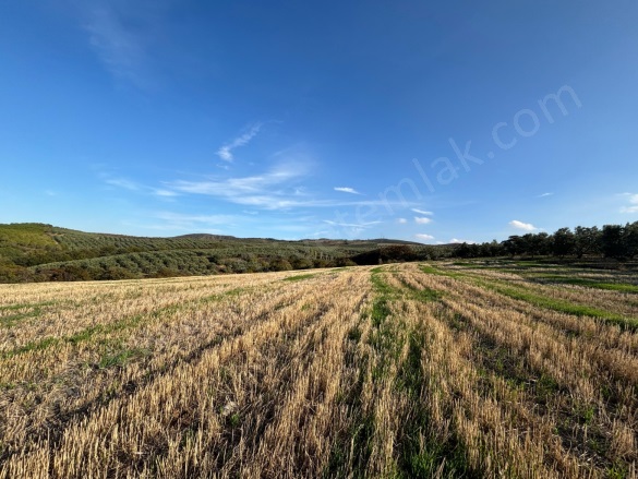 Misakça Mah. Bandırma Satılık Tarla |  14750M2 5.250.000Tl Resim-2