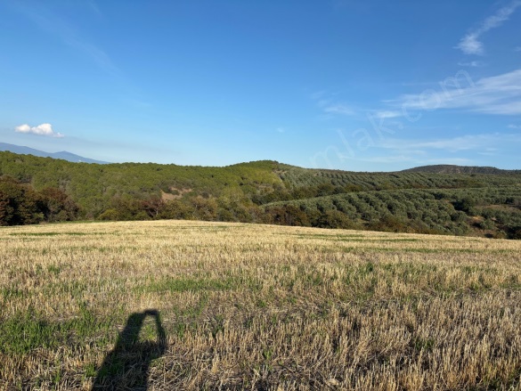 Misakça Mah. Bandırma Satılık Tarla |  14750M2 5.250.000Tl Resim-4