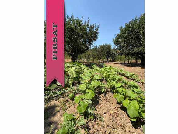 3 Dönüm Fırsat Meyvelik Baraj Dibi Hiç Eksiksiz Satılık Tarla Gönen Ilıcaoba Mah