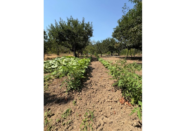 Ilıcaoba Mah. Gönen Satılık Tarla |  3100M2 1.250.000Tl Resim-3