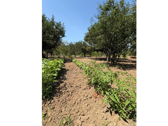 Ilıcaoba Mah. Gönen Satılık Tarla |  3100M2 1.250.000Tl Resim-5