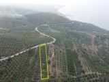 Deniz Manzaralı Vasfında Zeytinlik Satılık Bağ Bandırma Misakça Mah 2300 M2