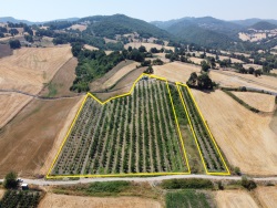 Gönen Tütüncü Mah. Satılık Tarla 24039 M2