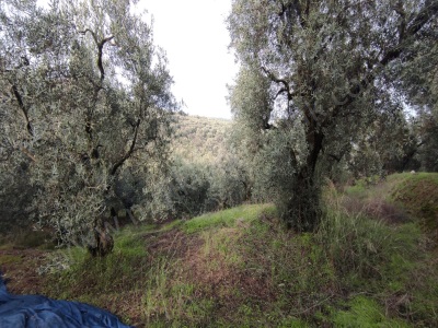 Edincikte 3 Dönüm Satılık Zeytinlik Araç Takasına Uygun Bandırma Edincik Mah